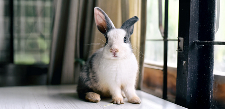 Rabbit insurance Rabbit close-up