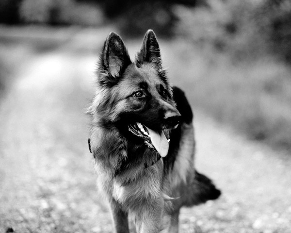 German Shepherd