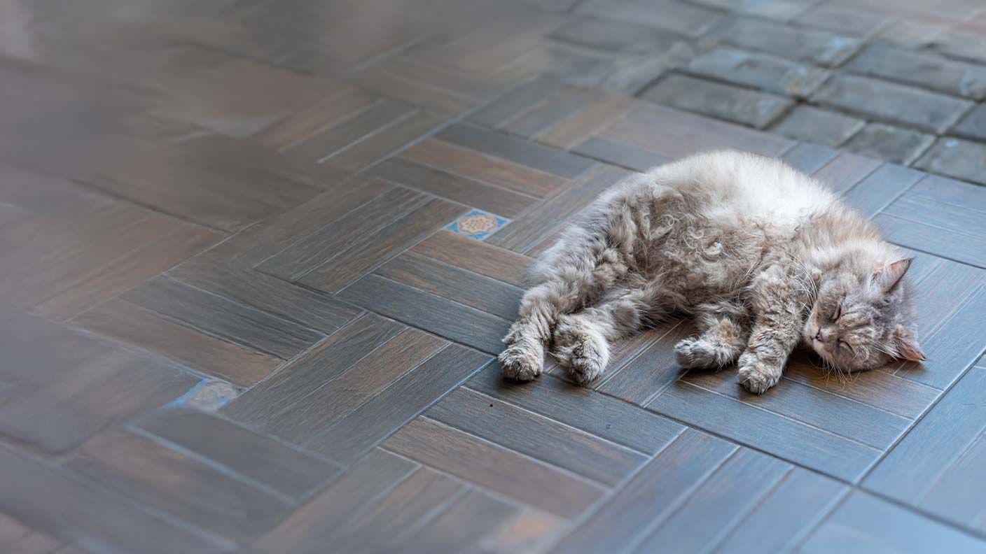 Selkirk Rex