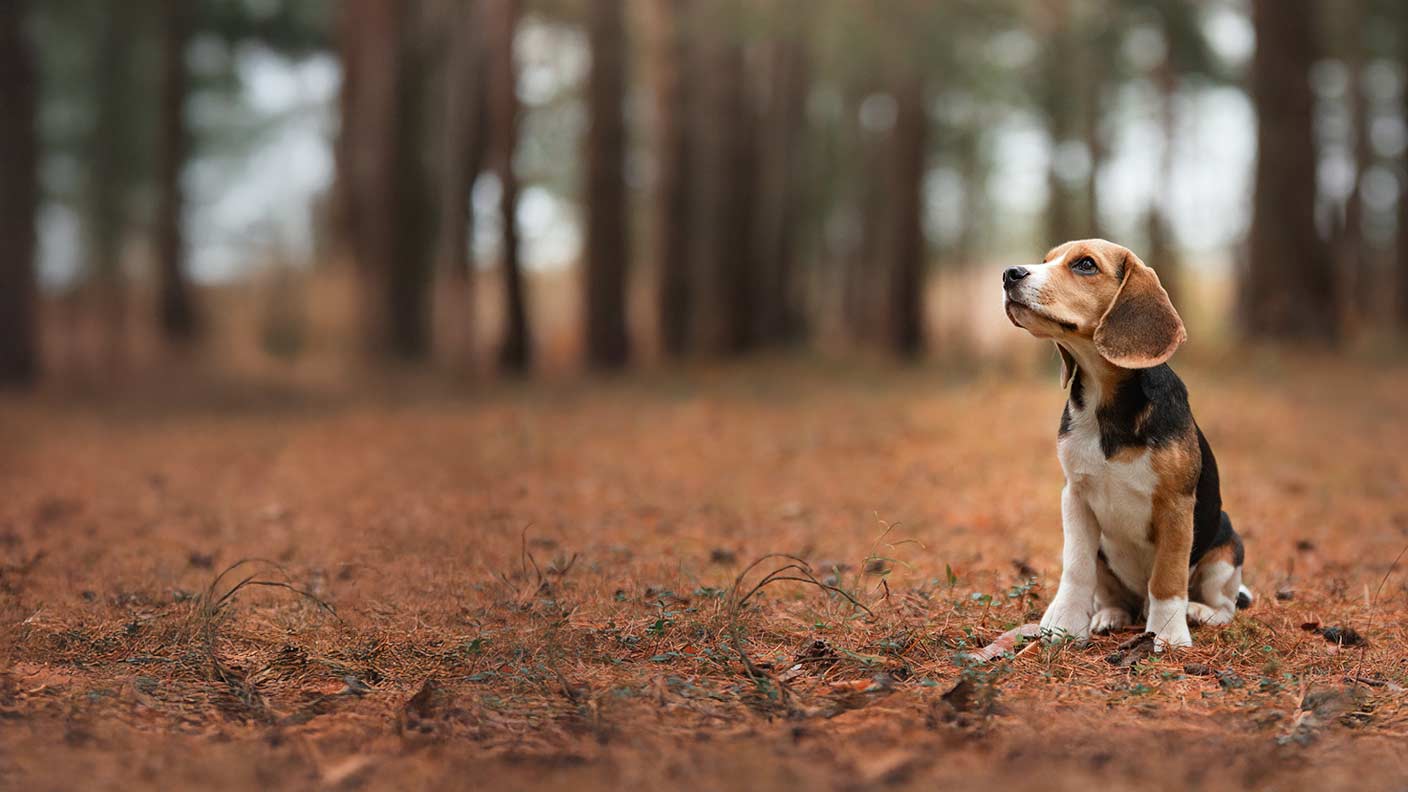 Beagle