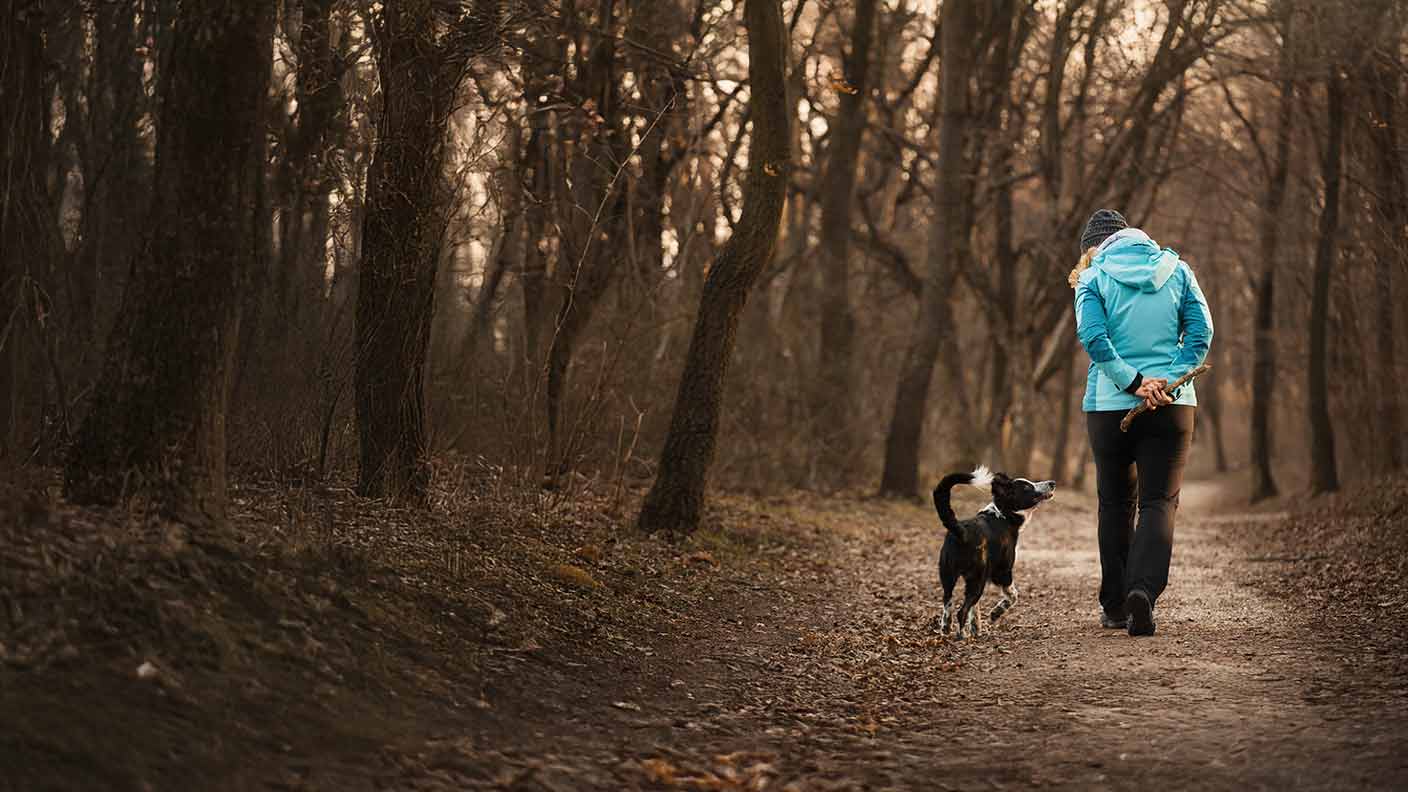 Ringworm in dogs