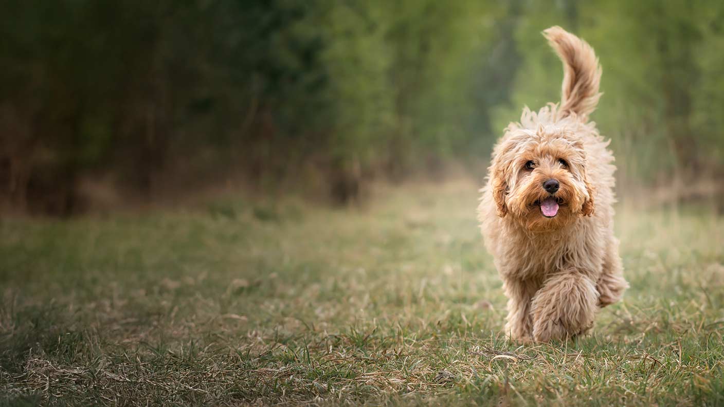 Cavapoo 