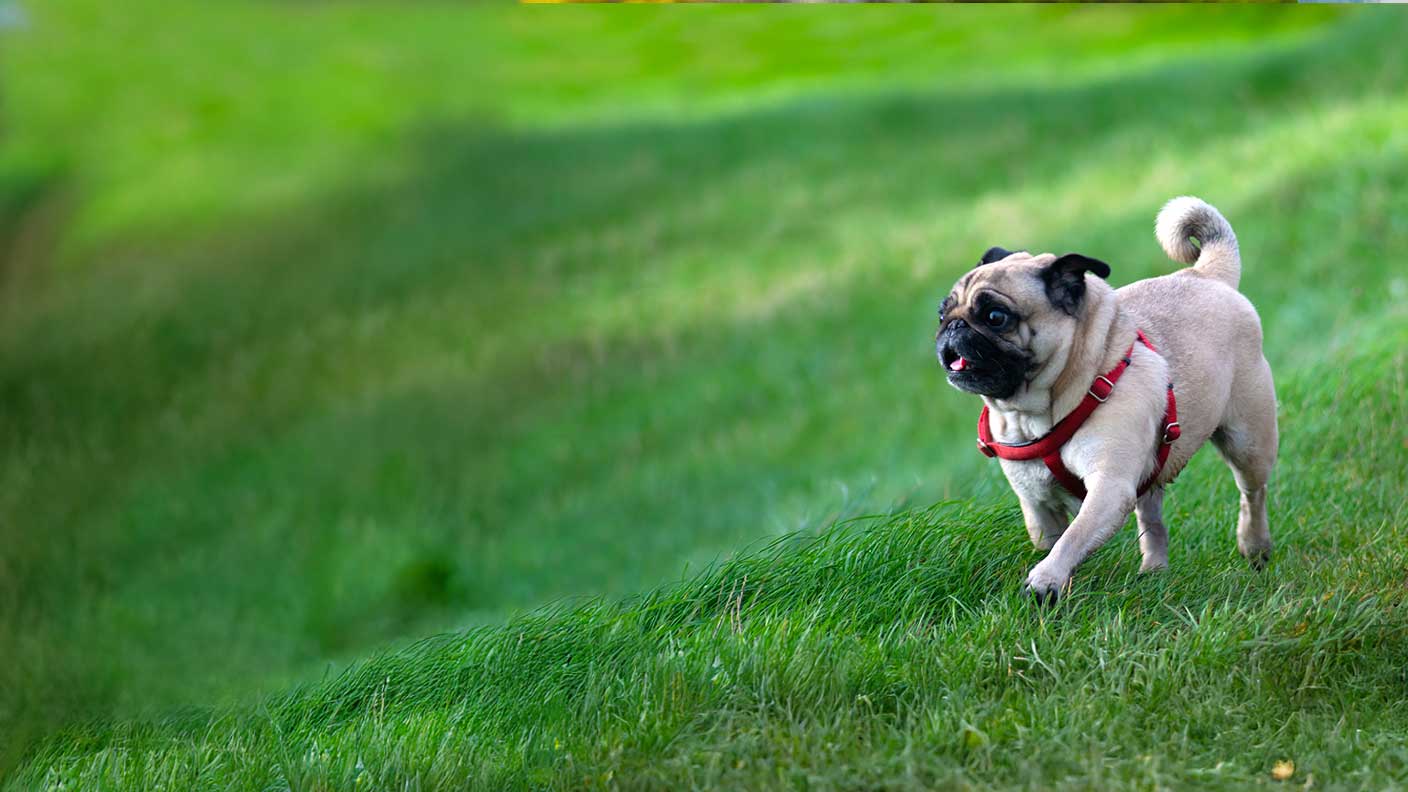 Pug