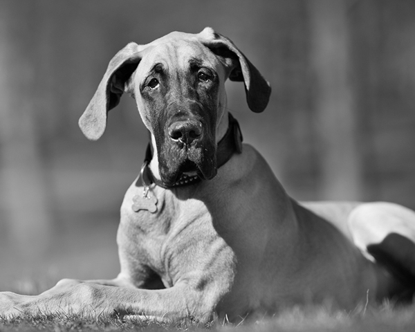 Great Dane