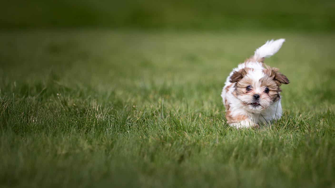Shih Tzu