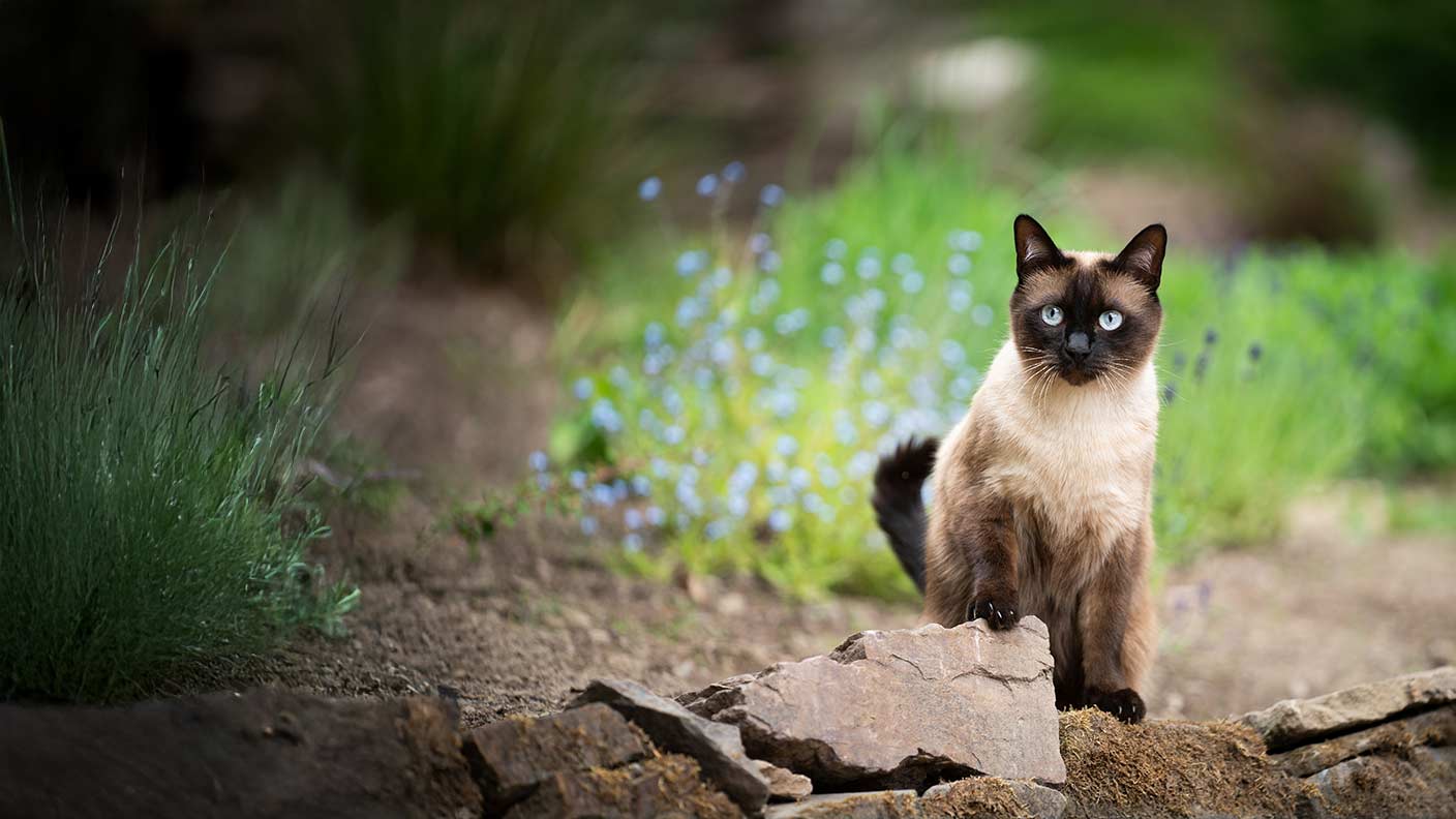 Siamese