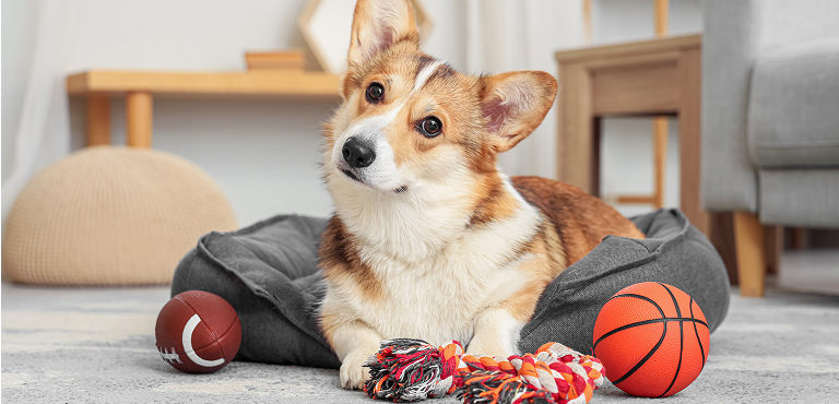 Browse all guides Dog with toys