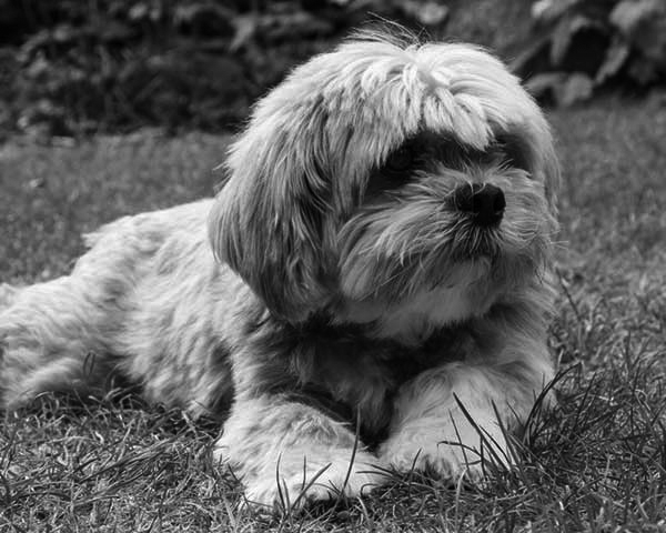 Lhasa Apso