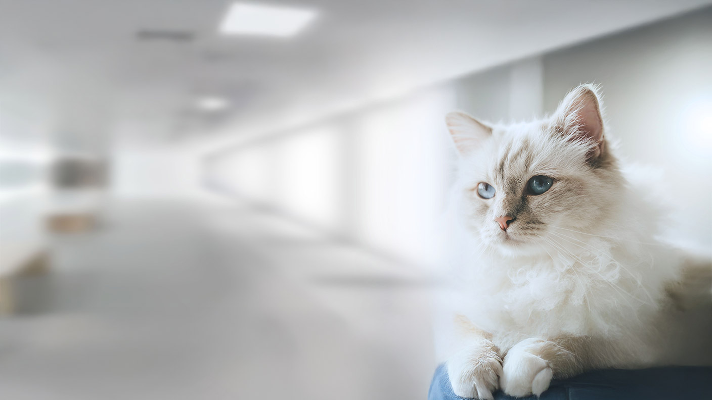 Birman 