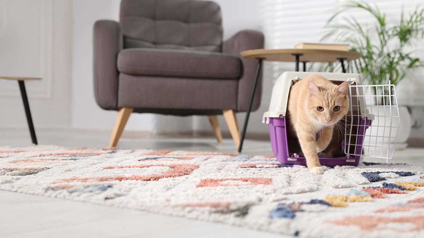 Travelling with cats