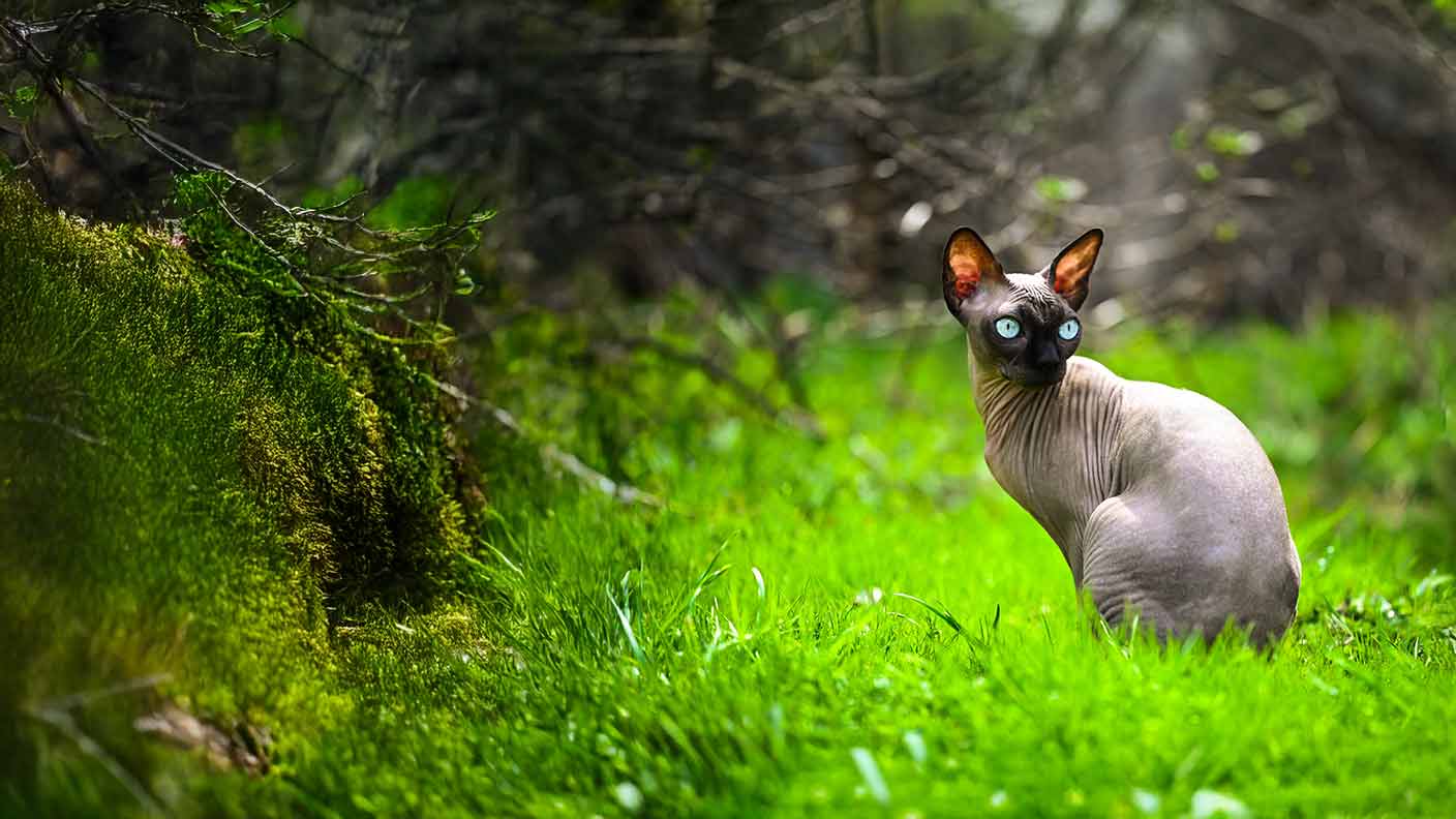 Sphynx