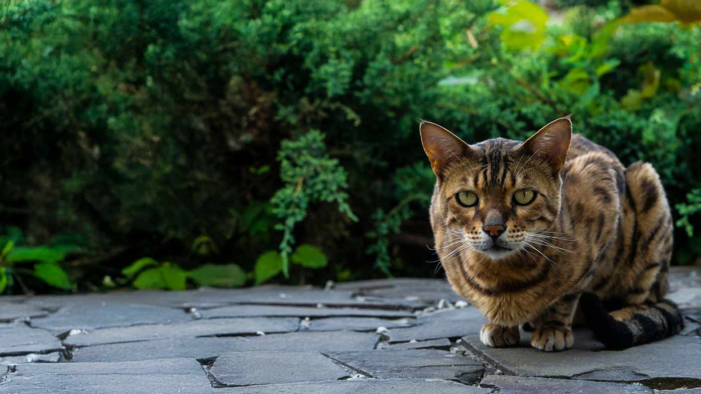 Toyger