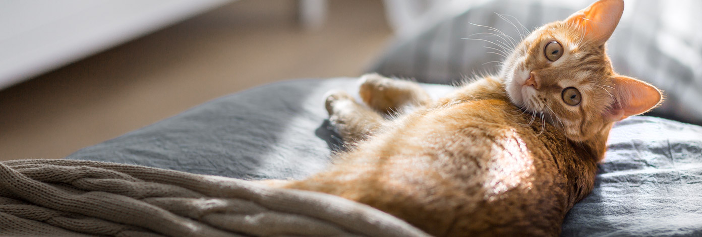 How to cat proof your home banner