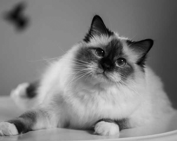 Birman