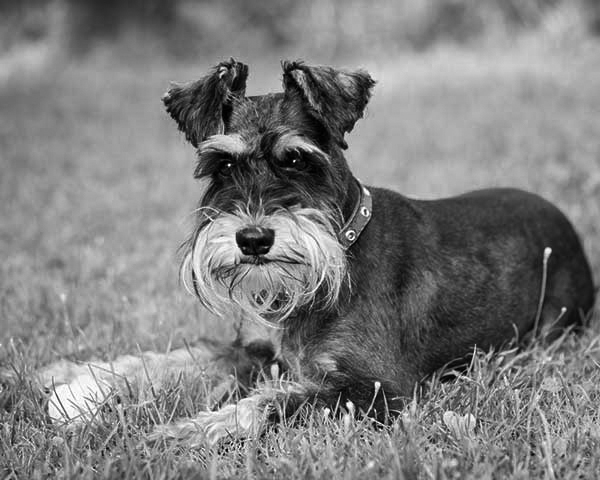 Miniature Schnauzer