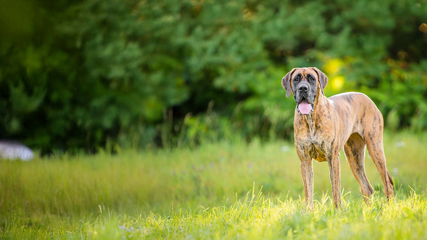 Great Dane