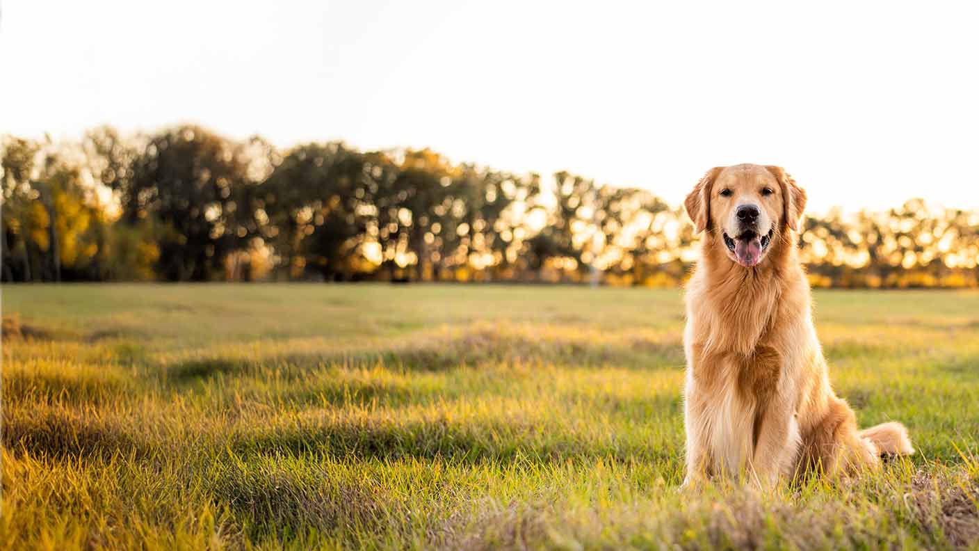 Golden Retriever