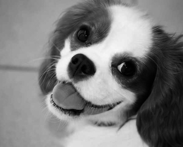 Cavalier King Charles Spaniel