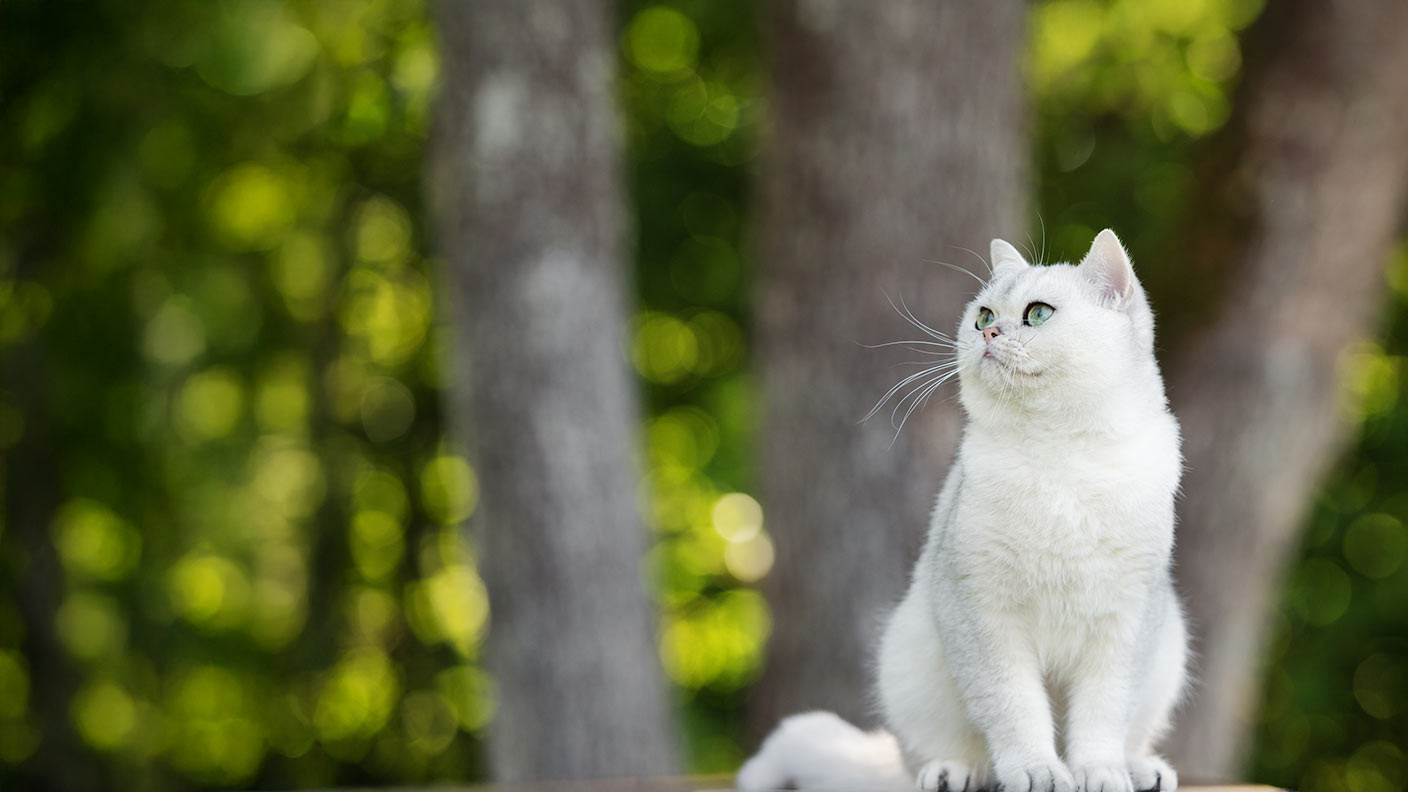 British Shorthair
