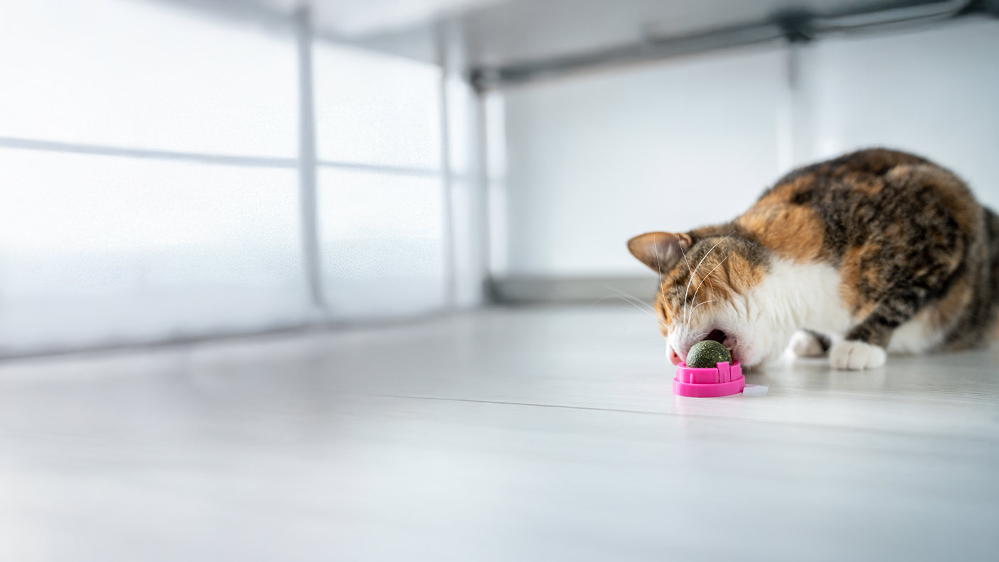 Cat dental care: Cleaning, tips and advice