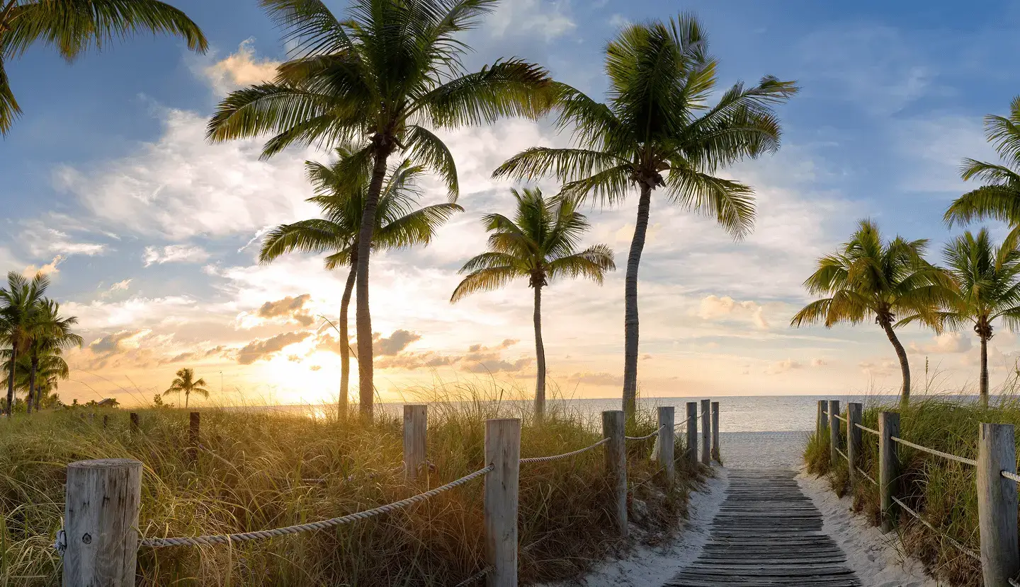 An image of a boarded path lined with palm trees heading to a beachfront.