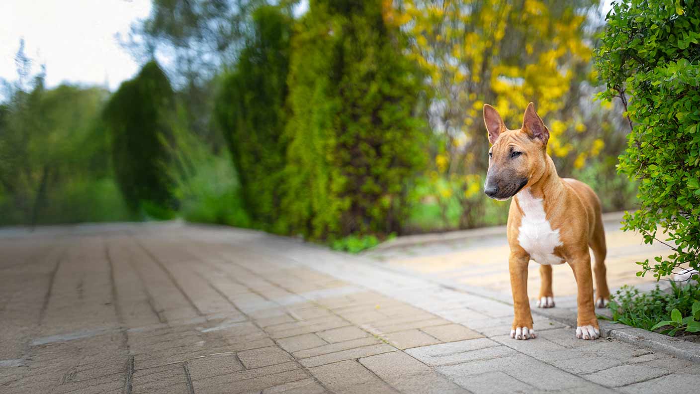 Bull Terrier