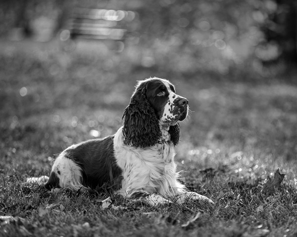 Cocker Spaniels