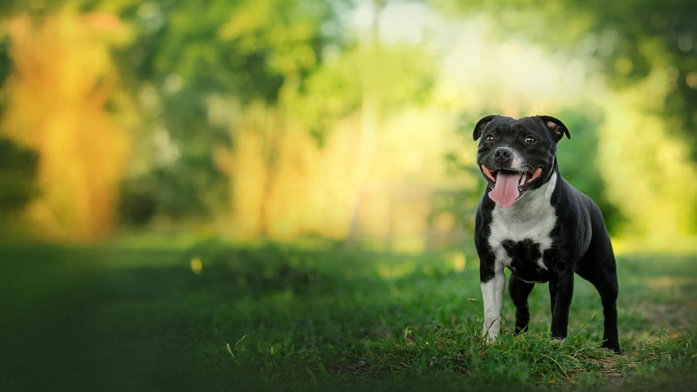 Staffordshire Bull Terrier