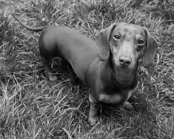 Dachshund