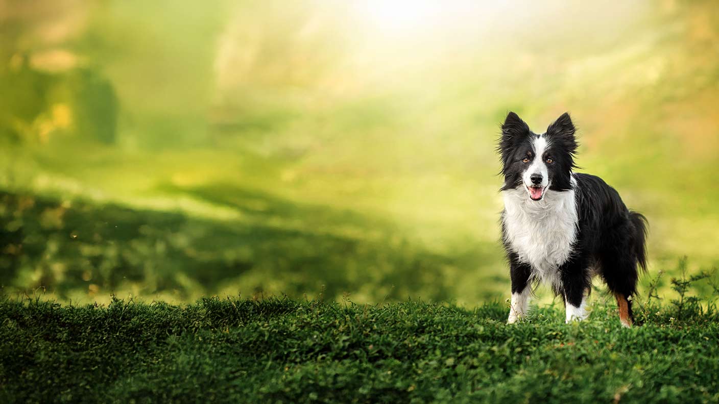 Border Collie