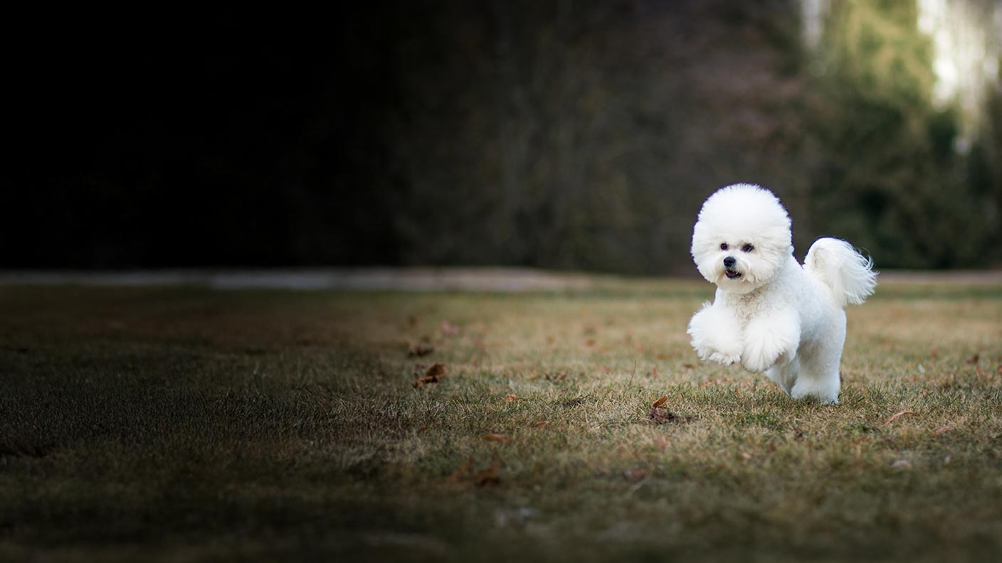 Bichon Frise