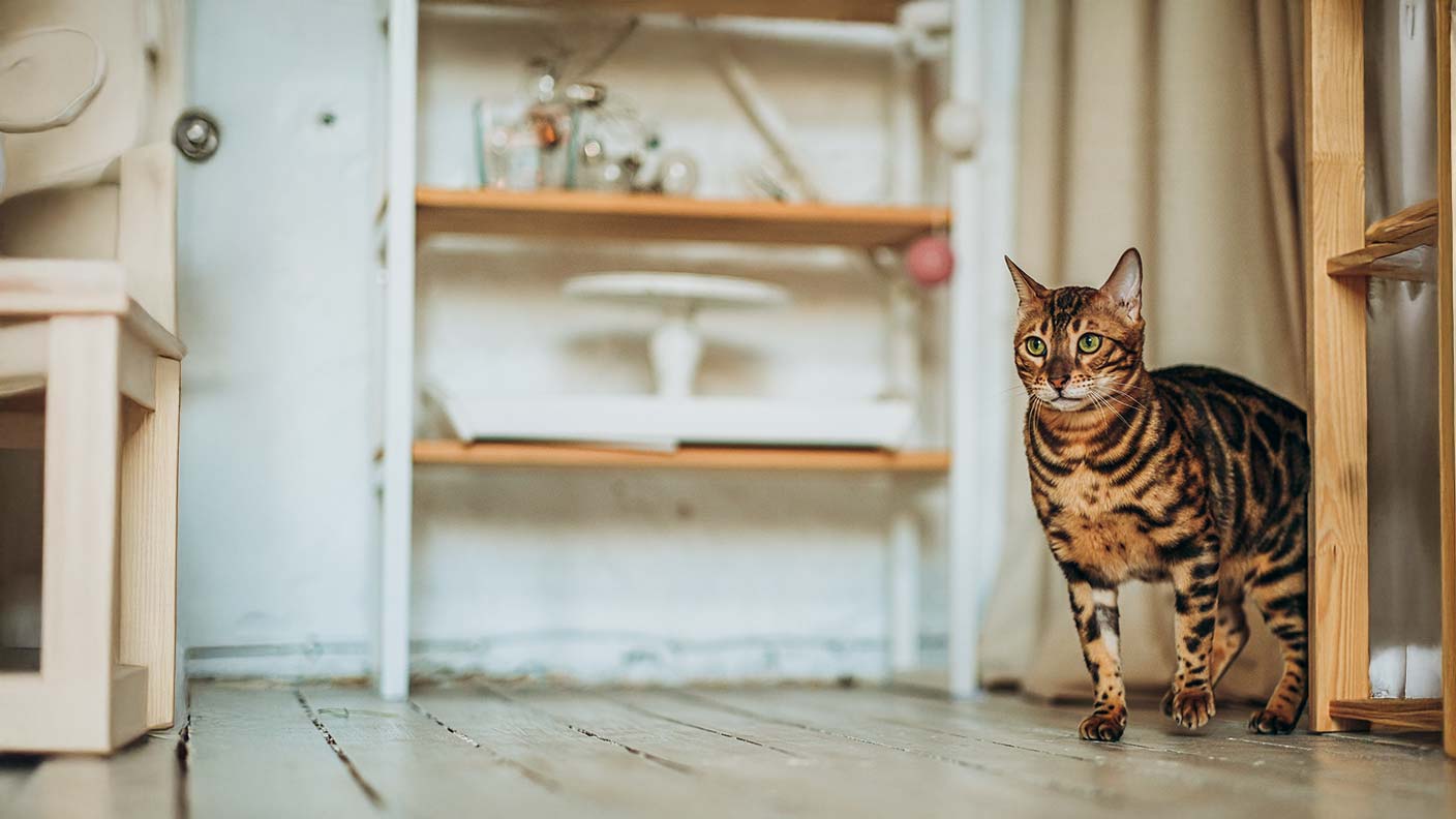 Bengal 