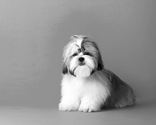 Shih Tzu