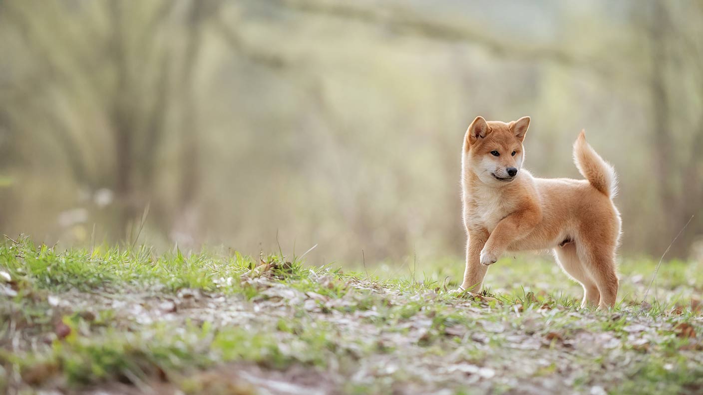 Shiba Inu