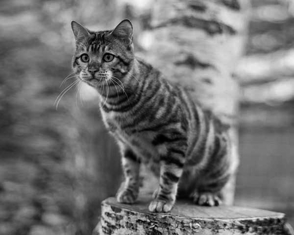 Toyger