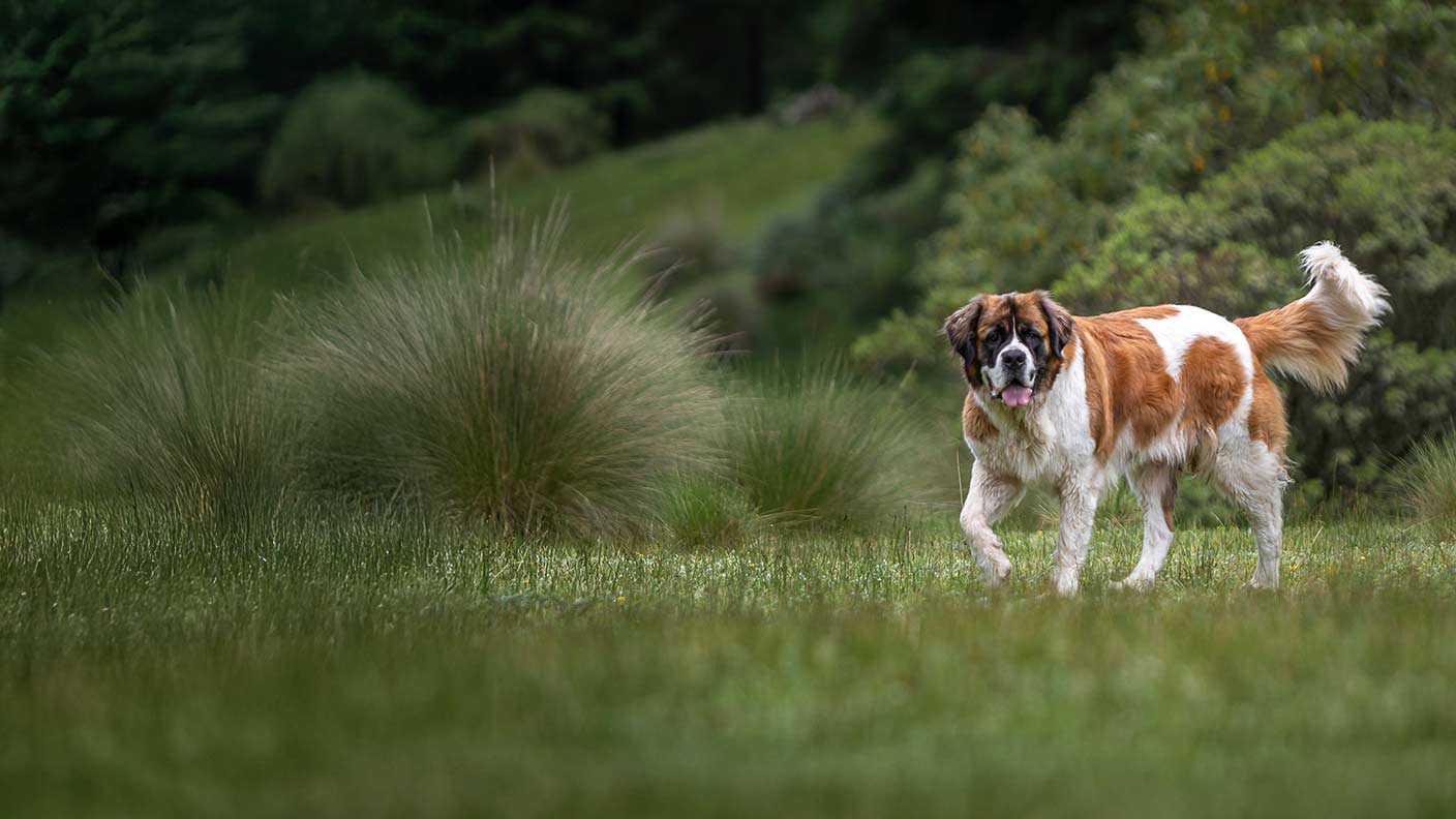 St Bernard