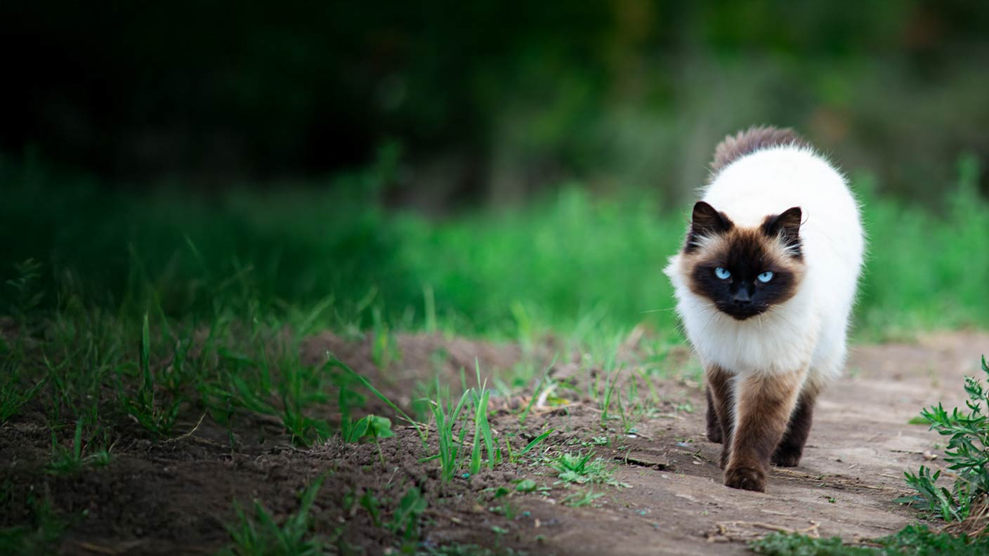 Himalayan