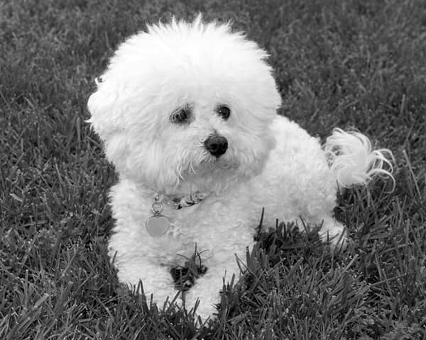 Bichon Frise