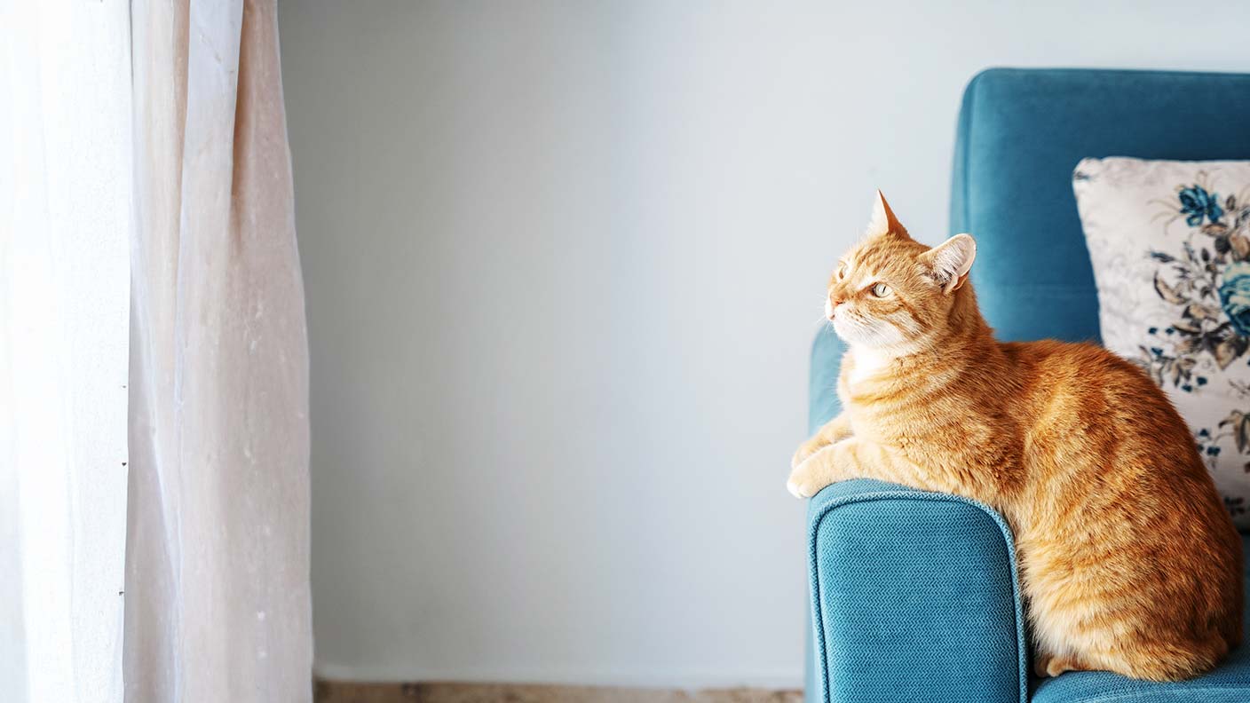 Cost of buying and owning a cat