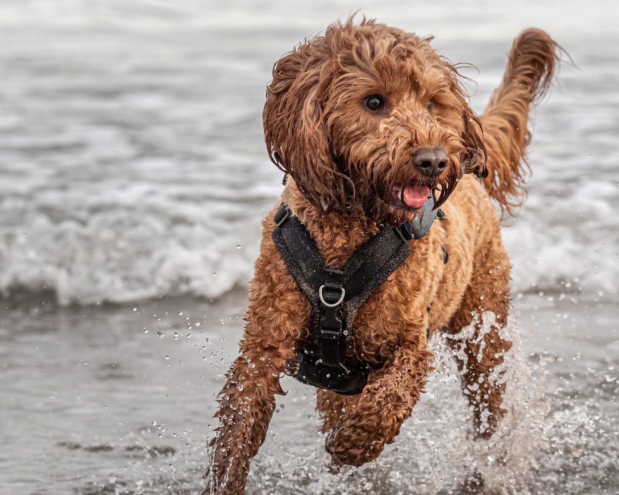Pet Insurance Pet Insurance