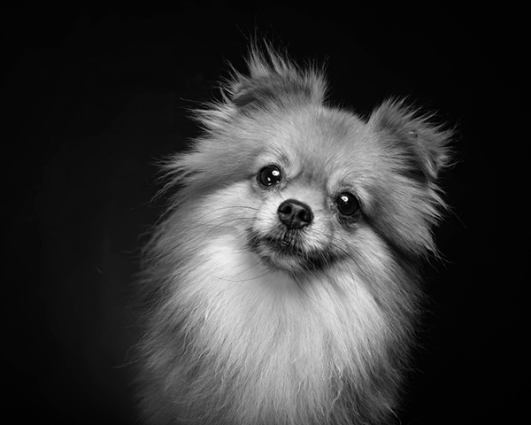 Pomeranian