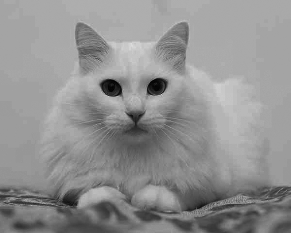 Turkish Angora