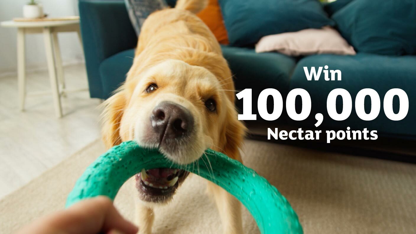 Pet insurance main banner