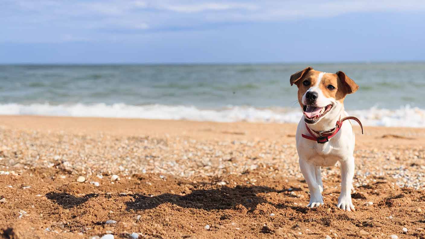 Jack Russell
